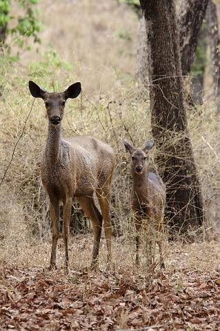 035 Bandavghar Nationaal Park, Sambar Hert.jpg